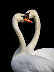 Two white swans.