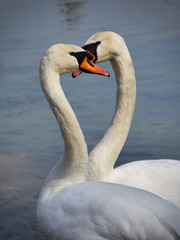 Obraz premium Łabędzie na brzegu jeziora.