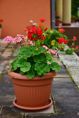 Fototapeta na wymiar Beautiful flowering geraniums in a pot, terrace decoration.