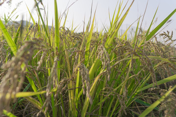 Fototapeta premium Rice of good harvest,Osaka japan.