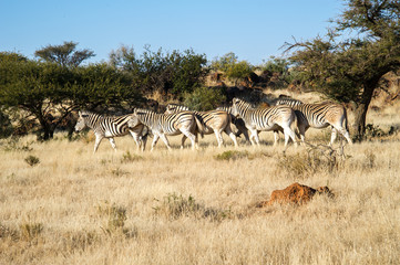 Fototapeta na wymiar Zebras In A Field At A Game Reserve