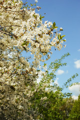 Fototapeta premium white flower. beautiful flowering tree, small buds. branches against the blue sky. white cloud.