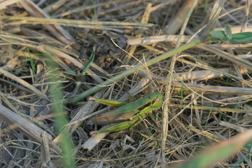 Locust lurking in rice, Hirakata City, Osaka.