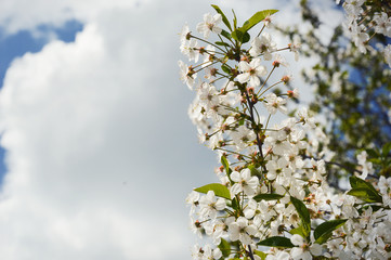 white flower. beautiful flowering tree, small buds. branches against the blue sky. white cloud.
