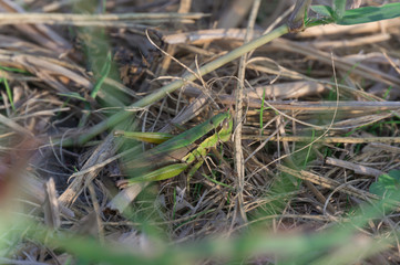 Locust lurking in rice, Hirakata City, Osaka.