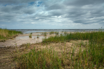 Naklejka na ściany i meble Grass coastline of Baltic sea.