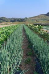 Field green onions and Chinese cabbage, Hirakata City, Osaka Japan.