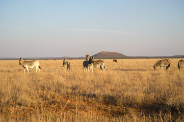 Fototapeta na wymiar Zebras In A Field At A Game Reserve