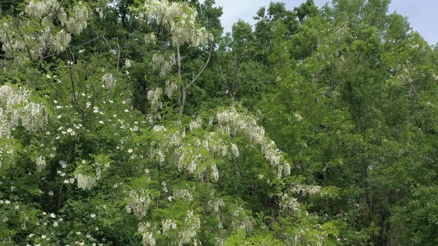 Branches of Black locust (Robinia pseudoacacia) tree by spring flowering 4K aerial footage