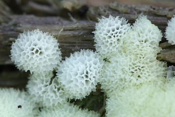 Ceratiomyxa fruticulosa var. porioides, white coral slime mold