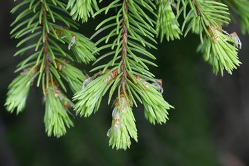 New shoots of spruce, Picea abies