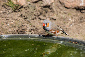 Bird having a Drink