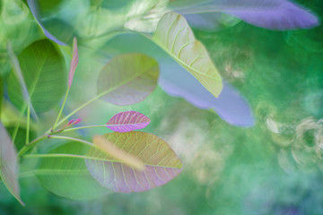 Fototapeta na wymiar 透明感のあるスモークツリーの新芽