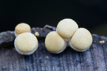 Bird's-nest fungus or bird nest fungus, Crucibulum laeve