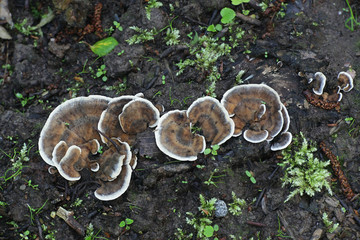 Bjerkandera adusta , known as the Smoky bracket fungus