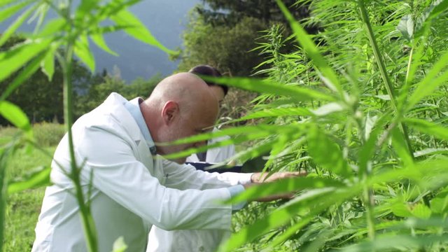 Professional researchers analyzing hemp plants in a field