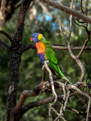 Rainbow Lorikeet