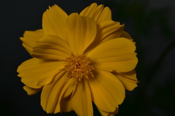 Macro photo of Thailand Flower for show the color full 