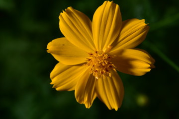 Macro photo of Thailand Flower for show the color full 