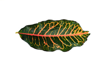 Colorful croton leaf, Home plant leaves isolated on white background