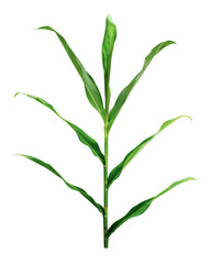 Ginger lily (Hedychium coronarium) leaf and tree