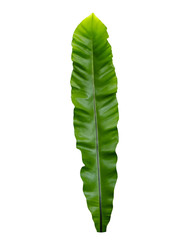 Bird's nest fern leaf on white background