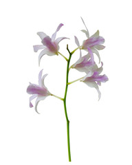 Orchid leaves on white background