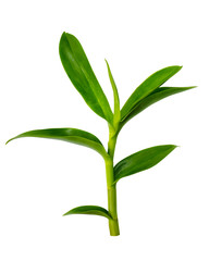 Orchid leaves on white background