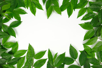 Fototapeta premium Group of green leaf frame on white background