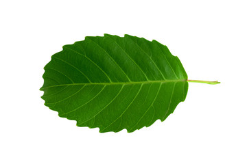 Obraz premium Tropical green leaf on white background