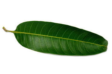 Obraz premium Tropical green leaf on white background