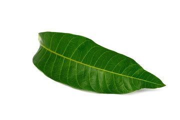 Obraz premium Tropical green leaf on white background