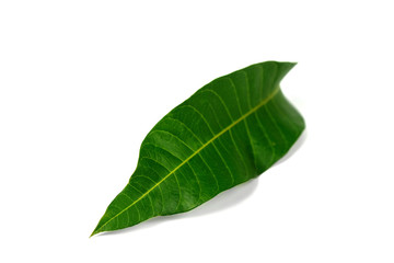 Fototapeta na wymiar Tropical green leaf on white background