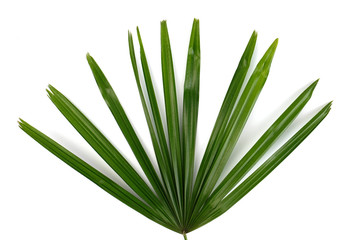Green palm leaf isolated on white background 
