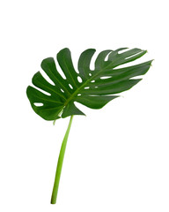 Monstera deliciosa Blatt, der Ceriman, blühende Pflanze aus tropischen Wäldern Palmblatt mit Lochmuster isoliert auf weißem Hintergrund