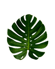 Monstera deliciosa leaf, the ceriman, Flowering plant native to tropical forests palm leaf with hole pattern isolated on white background