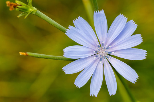 Primer plano flor de achicoria silvestre. Cichorium intybus.