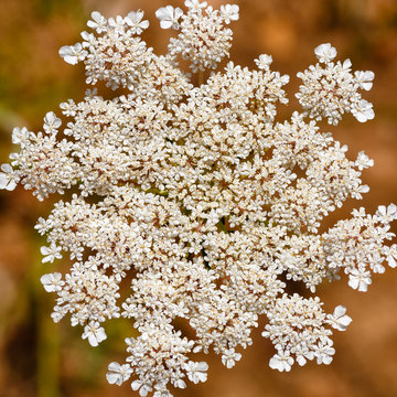 Daucus carota. Flores blancas de zanahoria silvestre, acenoria.
