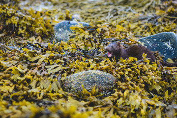 Mink in yellow seaweeds 