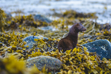 Mink in yellow seaweeds 
