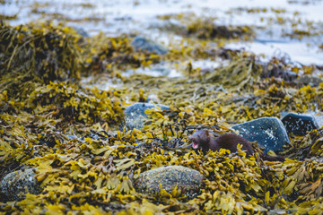 Mink in shore seaweeds