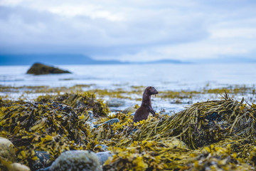 Mink in rocks and seaweeds © EIVIND