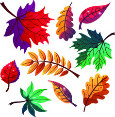 Set of the different flat autumn leaves, maple, oak, rowan isolated on white for postcards, prints etc. cartoon style vector illustration for decoration