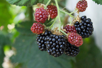ripe blackberries on a branch in the garden