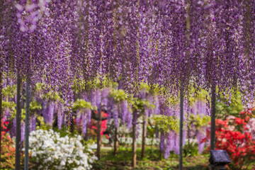 Wisteria flower