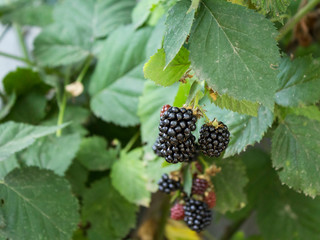 ripe blackberries on a branch in the garden