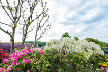 Wisteria flower