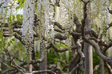 Wisteria flower