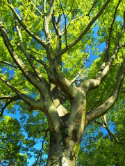 夏の欅と青空