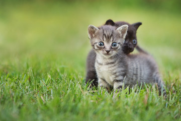 Cute kittens in garden